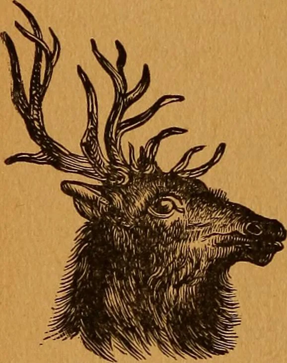 An illustration from Encyclopædia of human nature and physiognomy .., 1889, leaf 708