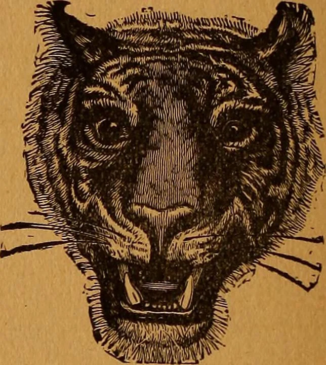 An illustration from Encyclopædia of human nature and physiognomy .., 1889, leaf 708