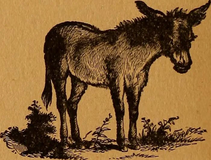 An illustration from Encyclopædia of human nature and physiognomy .., 1889, leaf 708