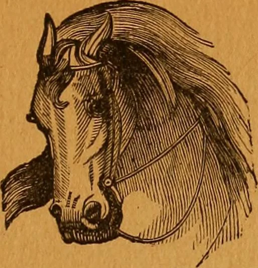 An illustration from Encyclopædia of human nature and physiognomy .., 1889, leaf 719