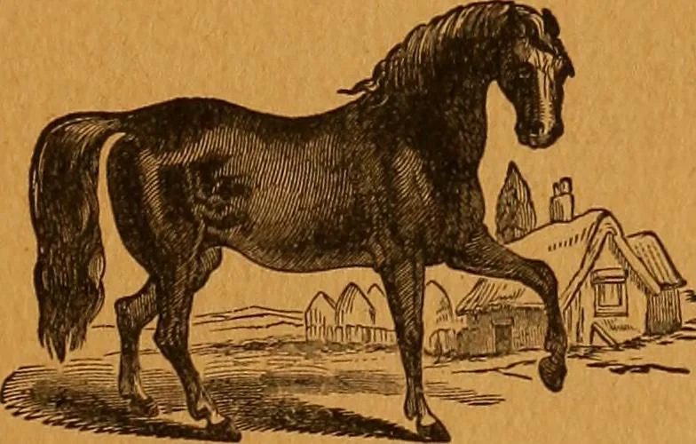 An illustration from Encyclopædia of human nature and physiognomy .., 1889, leaf 719