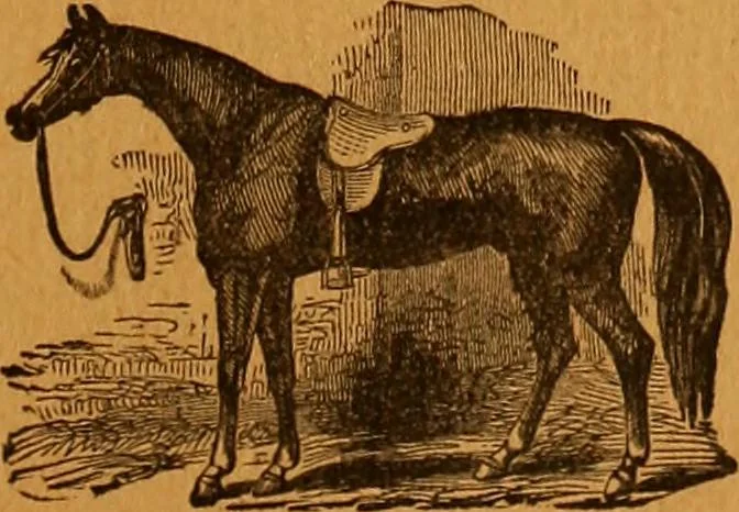 An illustration from Encyclopædia of human nature and physiognomy .., 1889, leaf 719