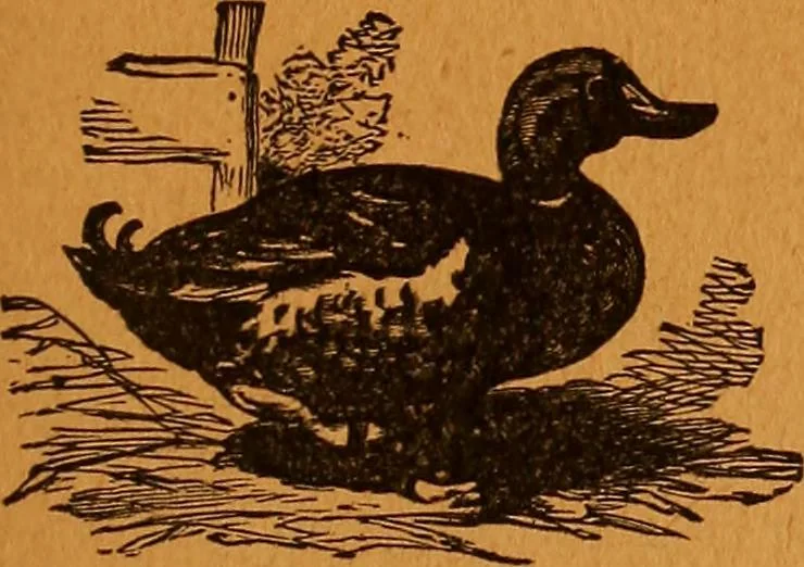 An illustration from Encyclopædia of human nature and physiognomy .., 1889, leaf 733