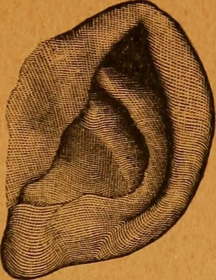 An illustration from Encyclopædia of human nature and physiognomy .., 1889, leaf 739