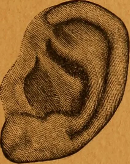 An illustration from Encyclopædia of human nature and physiognomy .., 1889, leaf 739