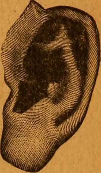 An illustration from Encyclopædia of human nature and physiognomy .., 1889, leaf 739