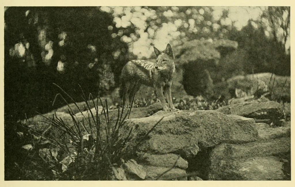 An illustration from The encyclopædia of sport & games : with about 500 illustrations, 1912, leaf 105