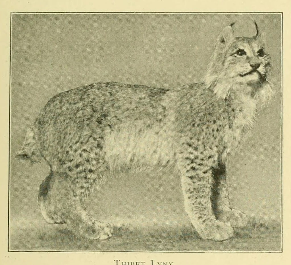 An illustration from The encyclopædia of sport & games : with about 500 illustrations, 1912, leaf 199