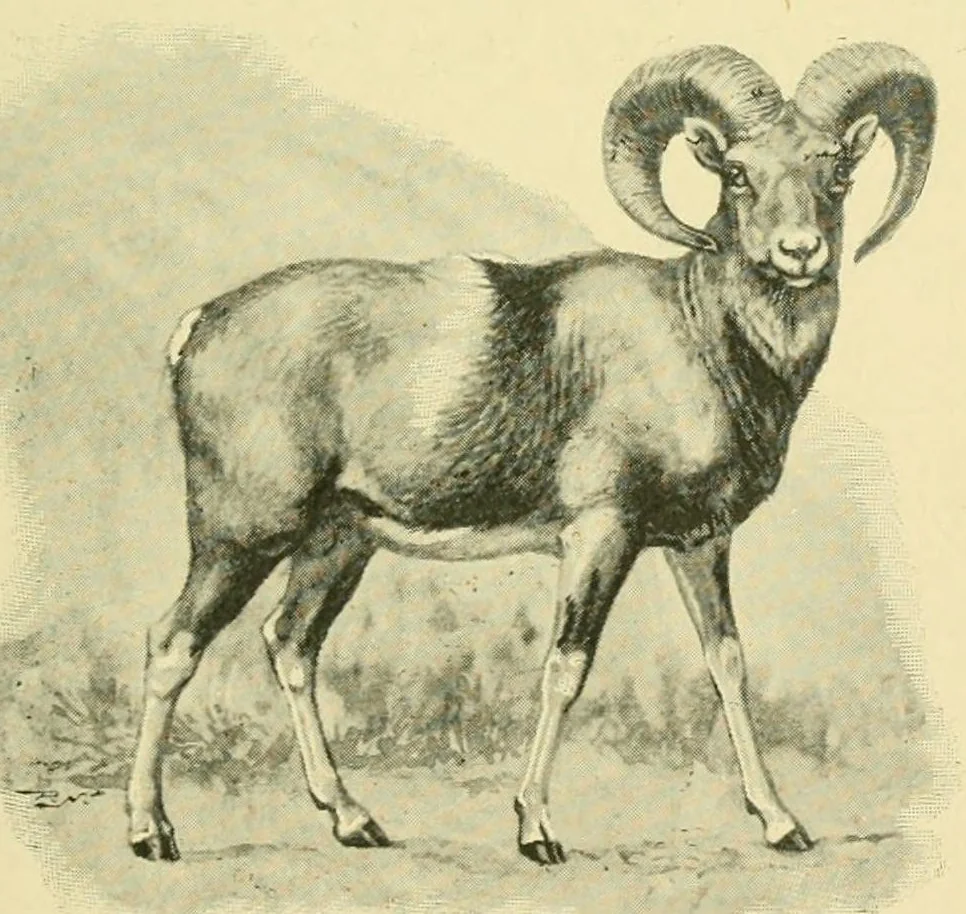 An illustration from The encyclopædia of sport & games : with about 500 illustrations, 1912, leaf 219