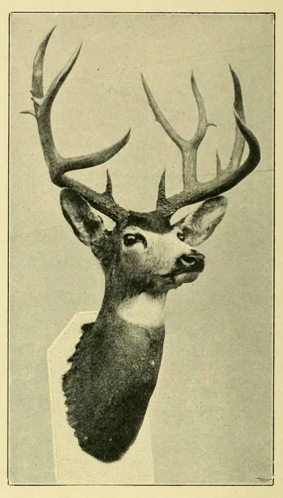 An illustration from The encyclopædia of sport & games : with about 500 illustrations, 1912, leaf 260