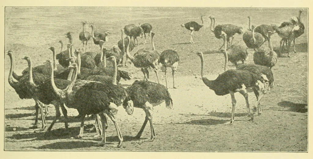 An illustration from The encyclopædia of sport & games : with about 500 illustrations, 1912, leaf 299