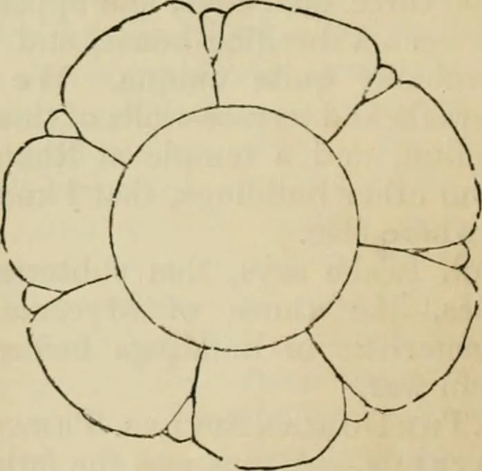An illustration from Encyclopedia of antiquities : and elements of archaeology, classical and mediæval, 1843, leaf 44