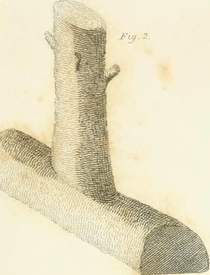 An illustration from Encyclopedia of architecture : a dictionary of the science and practice of architecture, building, carpentry, etc., from the earliest ages to the present time, forming a comprehensive work of reference for the use of architects, builders, carpenters, masons, engineers, students, professional men, and amateurs, 1852, leaf 496