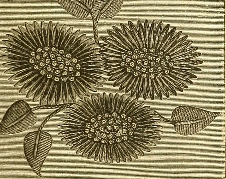 An illustration from Encyclopedia of needlework, 1890, leaf 118