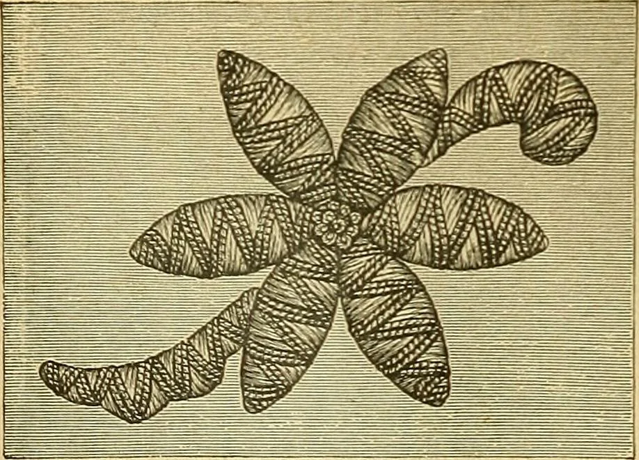An illustration from Encyclopedia of needlework, 1890, leaf 121