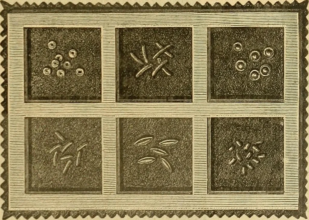 An illustration from Encyclopedia of needlework, 1890, leaf 124