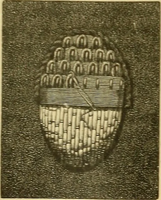 An illustration from Encyclopedia of needlework, 1890, leaf 131