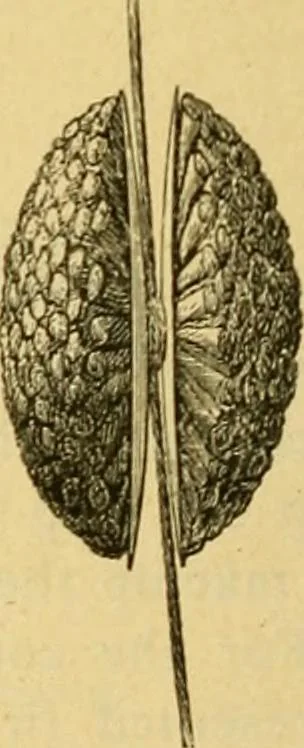 An illustration from Encyclopedia of needlework, 1890, leaf 527