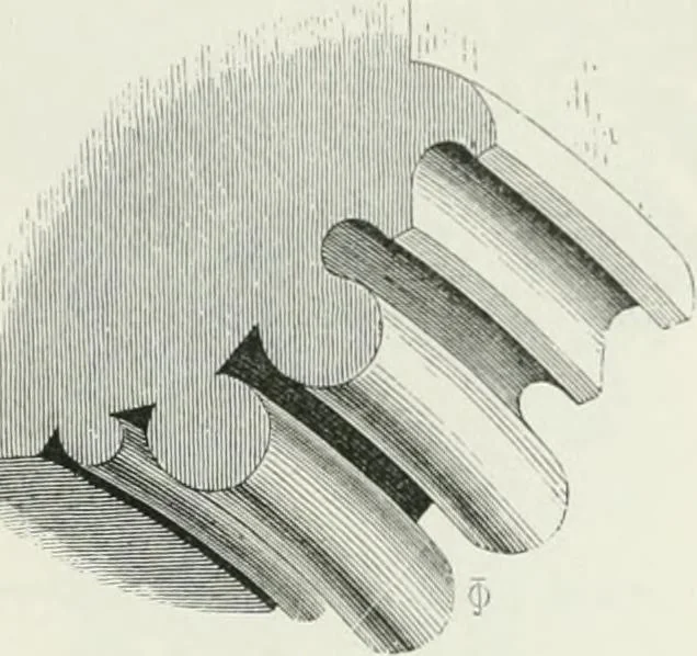 An illustration from An attempt to discriminate the styles of architecture in England : from the Conquest to the Reformation : with a sketch of the Grecian and Roman orders, 1862, leaf 244