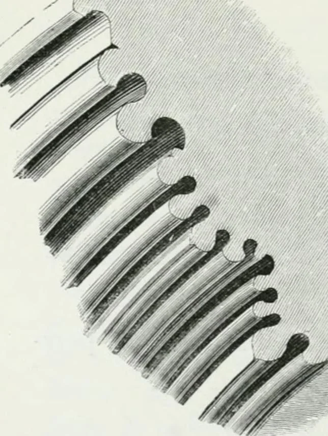 An illustration from An attempt to discriminate the styles of architecture in England : from the Conquest to the Reformation : with a sketch of the Grecian and Roman orders, 1862, leaf 245