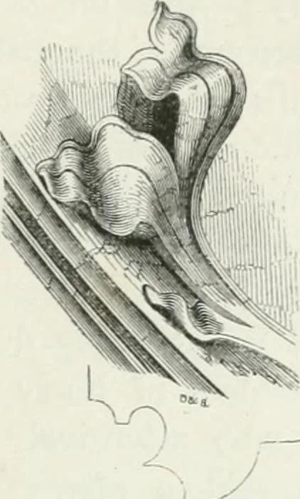 An illustration from An attempt to discriminate the styles of architecture in England : from the Conquest to the Reformation : with a sketch of the Grecian and Roman orders, 1862, leaf 352