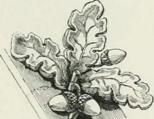 An illustration from An attempt to discriminate the styles of architecture in England : from the Conquest to the Reformation : with a sketch of the Grecian and Roman orders, 1862, leaf 352