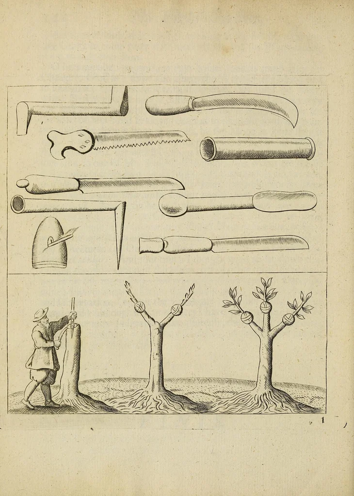 An illustration from The English gardner, or, A sure guide to young planters & gardeners : in three parts. I. Shewing the way and order of planting and raising all sorts of stocks, fruit-trees, and shrubs ... II. How to order the kitchin-garden, for all sorts of herbs, roots, and sallads. III. The ordering of the garden of pleasure ..., 1688, leaf 158
