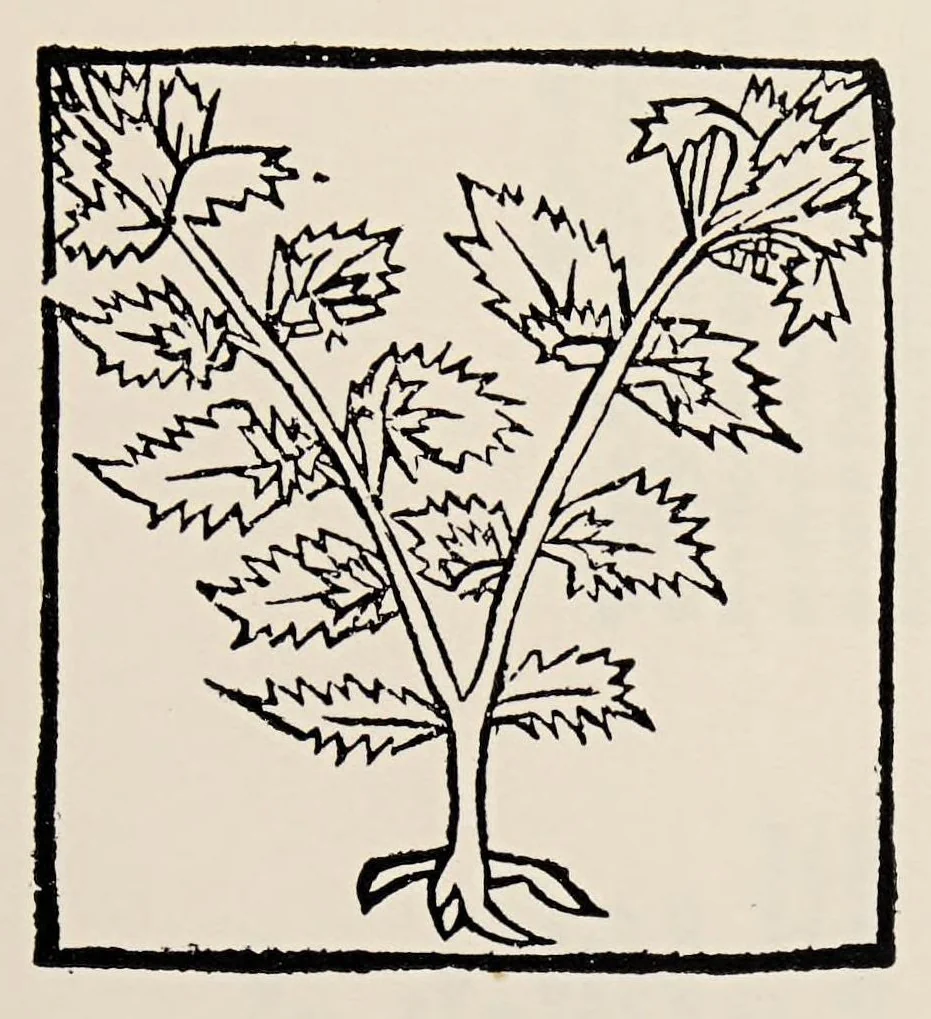 An illustration from English & Scottish printing types, 1501-58* 1508-58, 1930, leaf 151