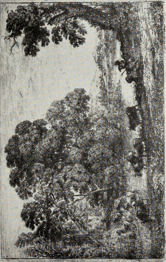 An illustration from Engravers and etchers : six lectures delivered on the Scammon Foundation at the Art Institute of Chicago, March 1916, 1917, leaf 257