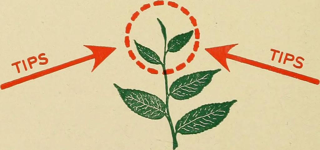 An illustration from Engraving and printing methods, advertisement illustration, technical- and trade-paper advertising, street-car advertising, outdoor advertising, house publications, 1909, leaf 437