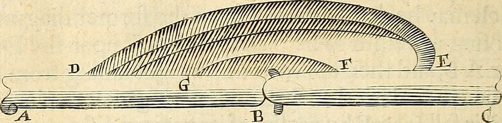 An illustration from Enquiries into human nature : in VI anatomic praelections, in the new theatre of the Royal College of Physicians in London, 1680, leaf 363