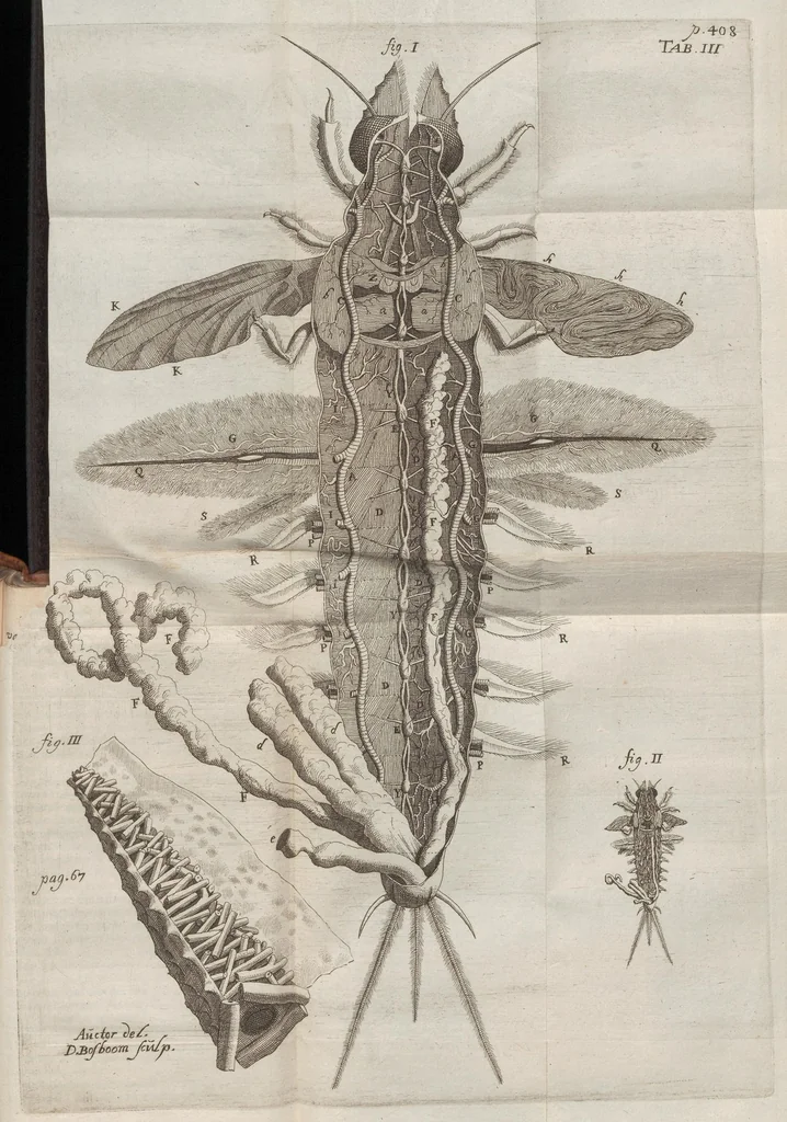 An illustration from Ephemeri vita; of, Afbeeldingh van 's menschen leven, vertoont in de wonderbaarelijcke en nooyt gehoorde historie van het vliegent ende een-dagh-levent haft of oever-aas ... Hier is achter bygevoeght, een ... verhandeling van den waaren stant des menschen, soo voor als na sijn val .., 1675, leaf 449