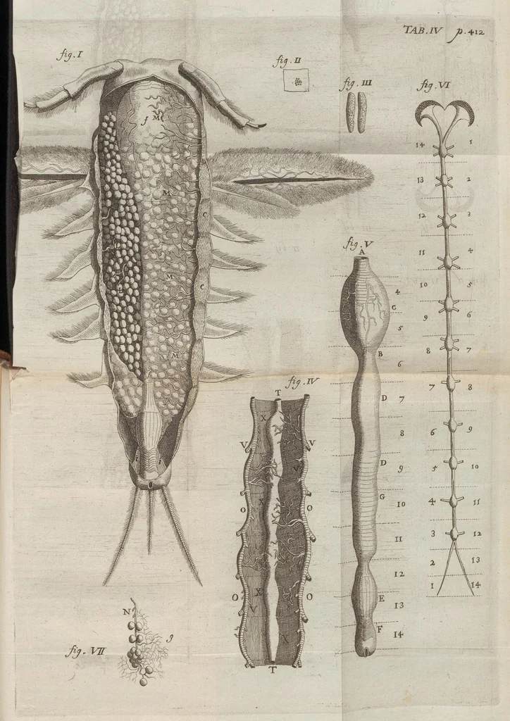 An illustration from Ephemeri vita; of, Afbeeldingh van 's menschen leven, vertoont in de wonderbaarelijcke en nooyt gehoorde historie van het vliegent ende een-dagh-levent haft of oever-aas ... Hier is achter bygevoeght, een ... verhandeling van den waaren stant des menschen, soo voor als na sijn val .., 1675, leaf 455