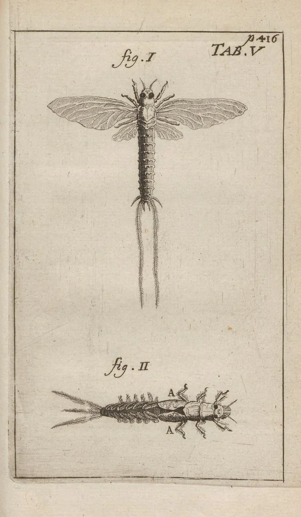 An illustration from Ephemeri vita; of, Afbeeldingh van 's menschen leven, vertoont in de wonderbaarelijcke en nooyt gehoorde historie van het vliegent ende een-dagh-levent haft of oever-aas ... Hier is achter bygevoeght, een ... verhandeling van den waaren stant des menschen, soo voor als na sijn val .., 1675, leaf 461