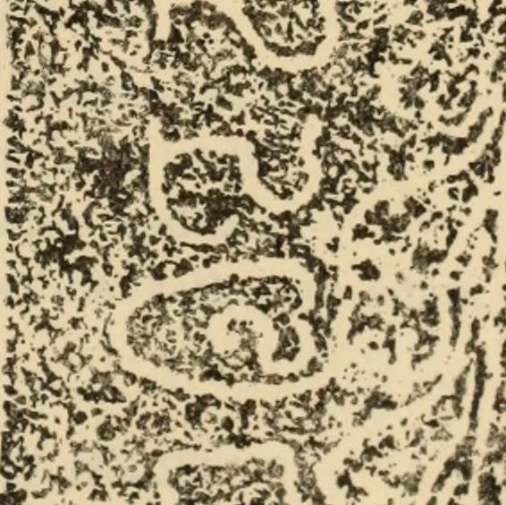 An illustration from Epigraphia carnatica. By B. Lewis Rice, Director of Archaeological Researches in Mysore, 1894, leaf 244