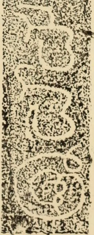 An illustration from Epigraphia carnatica. By B. Lewis Rice, Director of Archaeological Researches in Mysore, 1894, leaf 256
