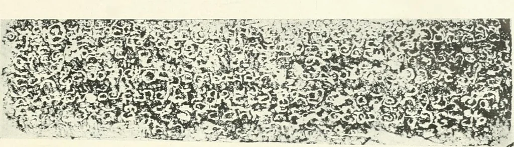 An illustration from Epigraphia carnatica. By B. Lewis Rice, Director of Archaeological Researches in Mysore, 1894, leaf 366