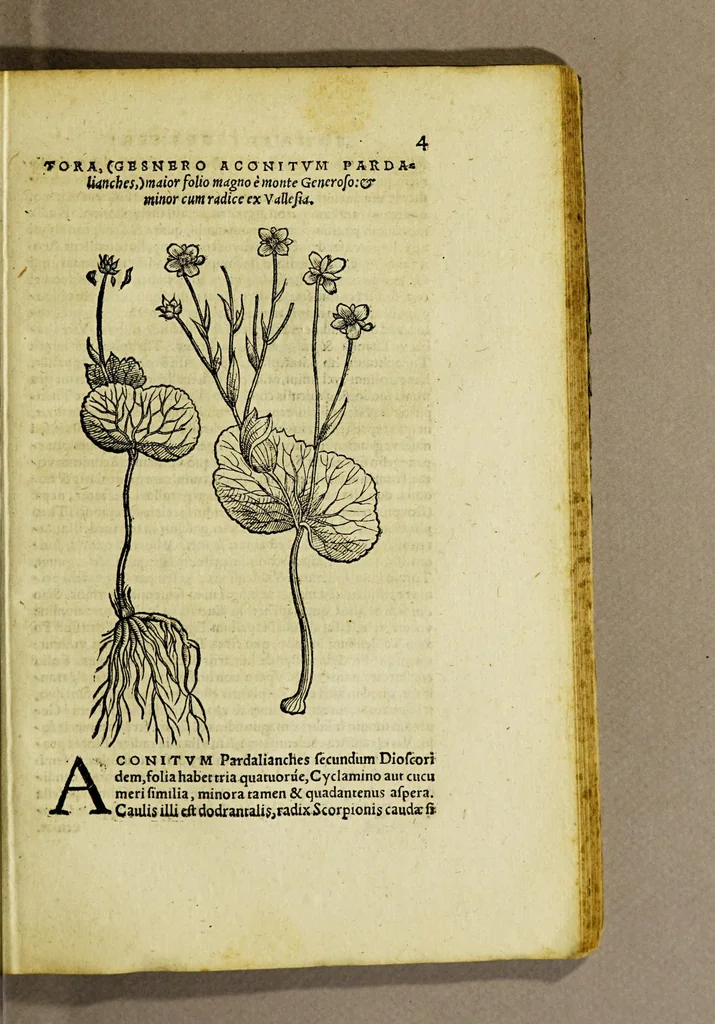 An illustration from Epistolarum medicinalium Conradi Gesneri, philosophi et medici Tigurini, libri III. : His accesserunt eiusdem Aconiti primi dioscoridis asseueratio & De oxymelitis elleborati utriusq[ue] descriptione & vsu libellus., 1577, leaf 307