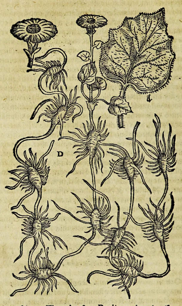 An illustration from Epistolarum medicinalium Conradi Gesneri, philosophi et medici Tigurini, libri III. : His accesserunt eiusdem Aconiti primi dioscoridis asseueratio & De oxymelitis elleborati utriusq[ue] descriptione & vsu libellus., 1577, leaf 322