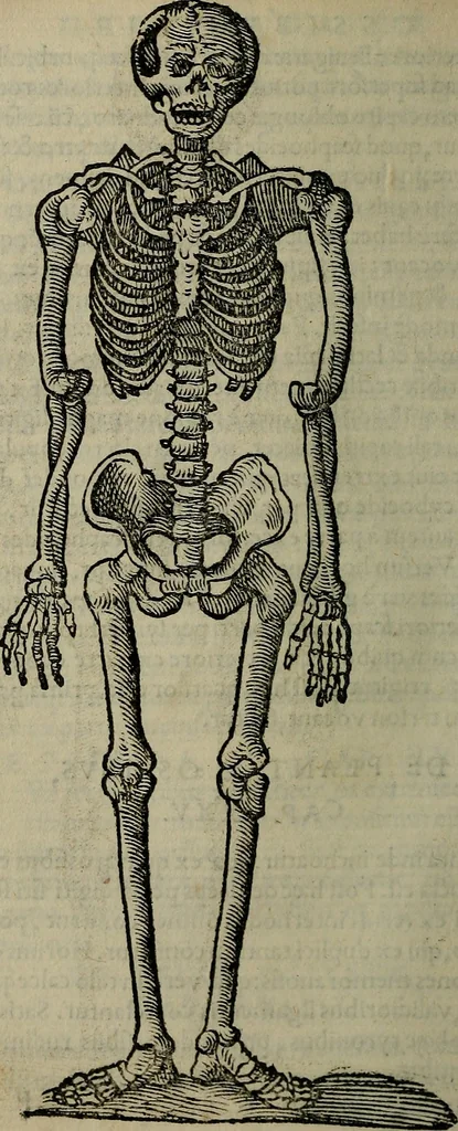 An illustration from Epitomes omnium Galeni Pergameni operum, vniuersam illius viri doctrinam, & methodu[m], quàm accuratissimè contine[n]tis, sectio prima-[quarta], 1548, leaf 245