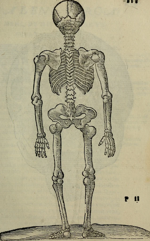 An illustration from Epitomes omnium Galeni Pergameni operum, vniuersam illius viri doctrinam, & methodu[m], quàm accuratissimè contine[n]tis, sectio prima-[quarta], 1548, leaf 246