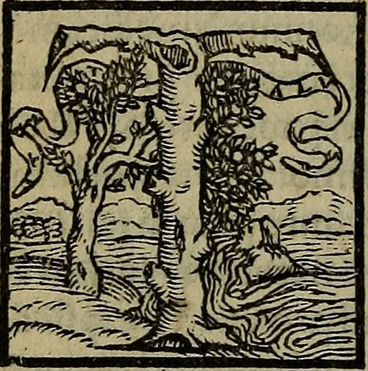 An illustration from Epitomes omnium Galeni Pergameni operum, vniuersam illius viri doctrinam, & methodu[m], quàm accuratissimè contine[n]tis, sectio prima-[quarta], 1548, leaf 615