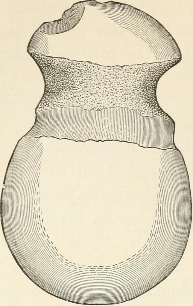 An illustration from The epoch of the mammoth and the apparition of man upon the earth, 1878, leaf 260