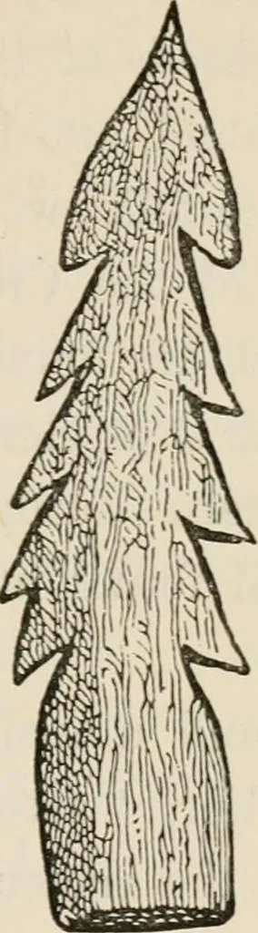 An illustration from The epoch of the mammoth and the apparition of man upon the earth, 1878, leaf 65