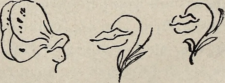 An illustration from Erinnerungen an Wilhelm von Kaulbach und sein Haus : mit Briefen und hundertsechzig Abbildungen, 1921, leaf 248