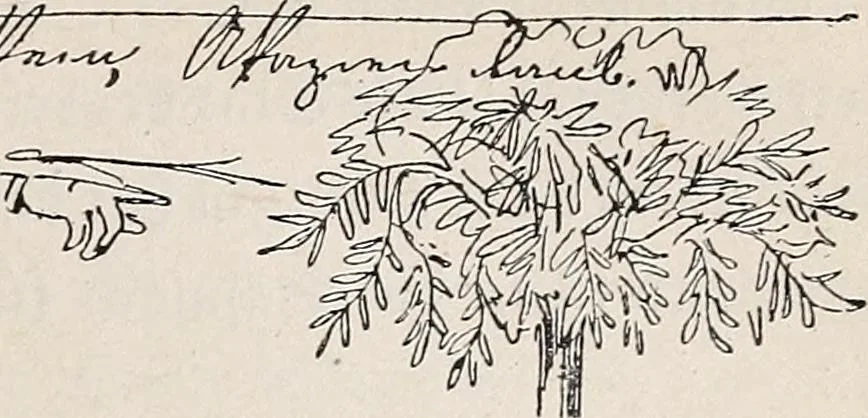 An illustration from Erinnerungen an Wilhelm von Kaulbach und sein Haus : mit Briefen und hundertsechzig Abbildungen, 1921, leaf 289