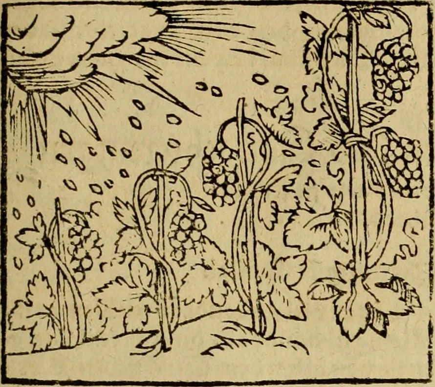 An illustration from Erste Theil der Hoffhaltung des Türckhischen Keysers vnd Othomañischen Reichs Beschreibung : darinn nicht allein der Türcken Empter ... sonder auch aller Türckischen Keysern Namen, Thaten, Krieg vnd Handel, so sie wider die Christen vnd Heyden haben verbracht, biss auff diss M.D.LXXVIII. Jar erstreckt vnd aussgeführet, auff das fleissigst verzeichnet vnd beschrieben : dessgleichen von der Türcken Aberglauben, Religion, Gottesdienst vnd Ceremonien ... : der ander Theil, wahrhaffte Beschreibung aller namhafften Geschichten, Thaten, Handlungen, Krieg ... so sich zwischen den Turcken vnd Christen vom Jar M.D.XX. biss auff das M.D.LXXVIII. Jar ... haben verloffen vnd zugetragen, 1578, leaf 114