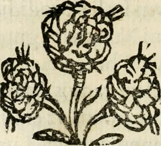 An illustration from Racconto dell'esequie fatte in Cremona all'eminentissimo signor cardinale Pietro Campori, vescouo d'essa città, 1643, leaf 39