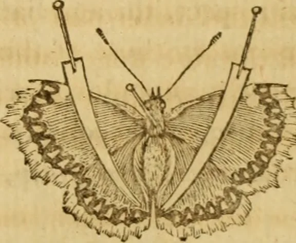 An illustration from Essays on the microscope : containing a practical description of the most improved microscopes : a general history of insects : illustrated with thirty-two folio plates (2nd ed. / with considerable additions and improvements by Frederick Kanmacher), 1798, leaf 706