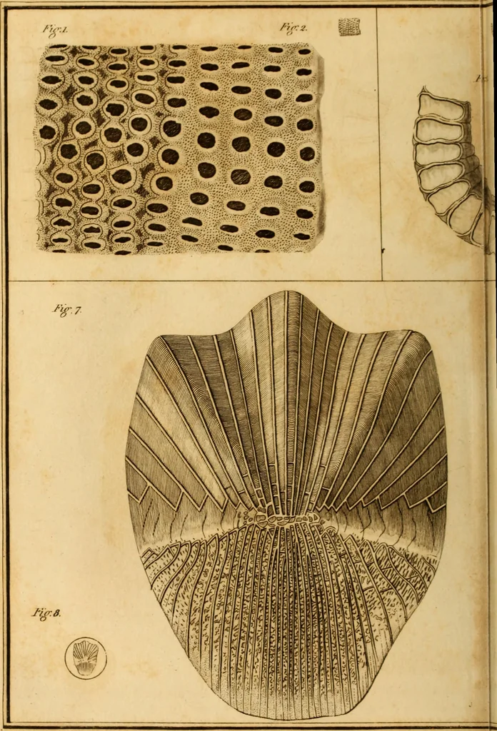 An illustration from Essays on the microscope : containing a practical description of the most improved microscopes : a general history of insects : illustrated with thirty-two folio plates (2nd ed. / with considerable additions and improvements by Frederick Kanmacher), 1798, leaf 791